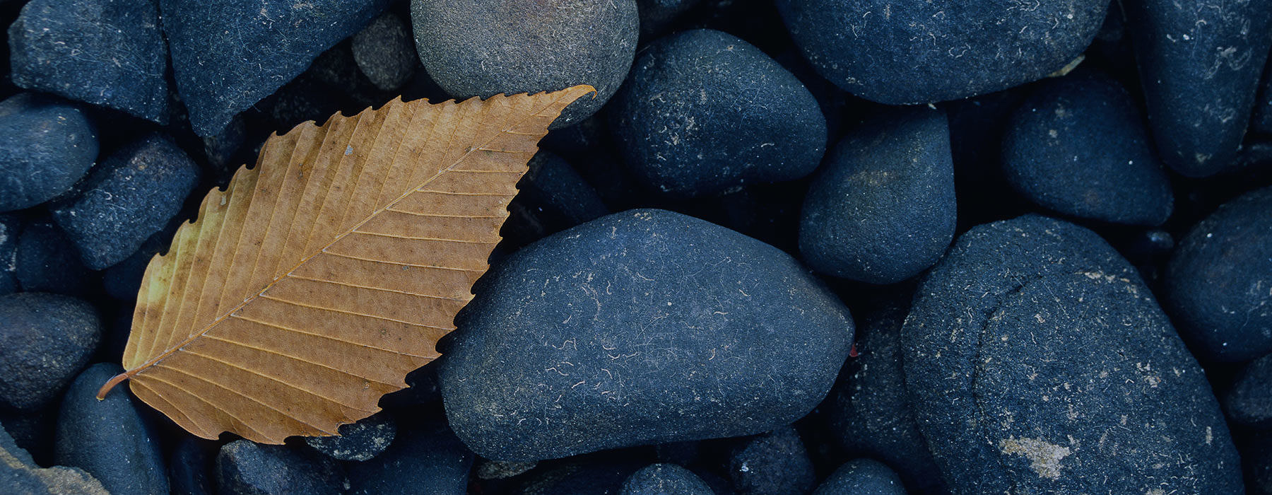 Fallen leaf on stones © Kurt Budliger Photography