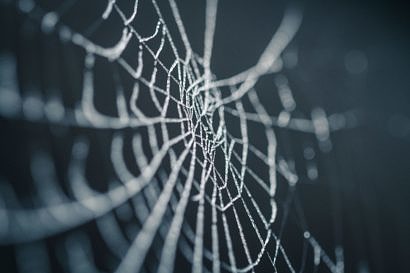 Spider web © Nicolas Picard