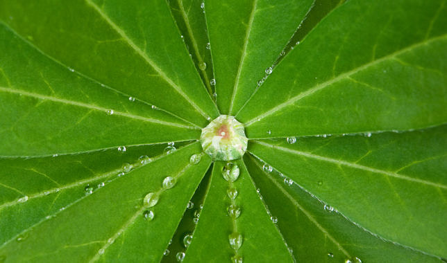Water drops on leaf © Kurt Budliger